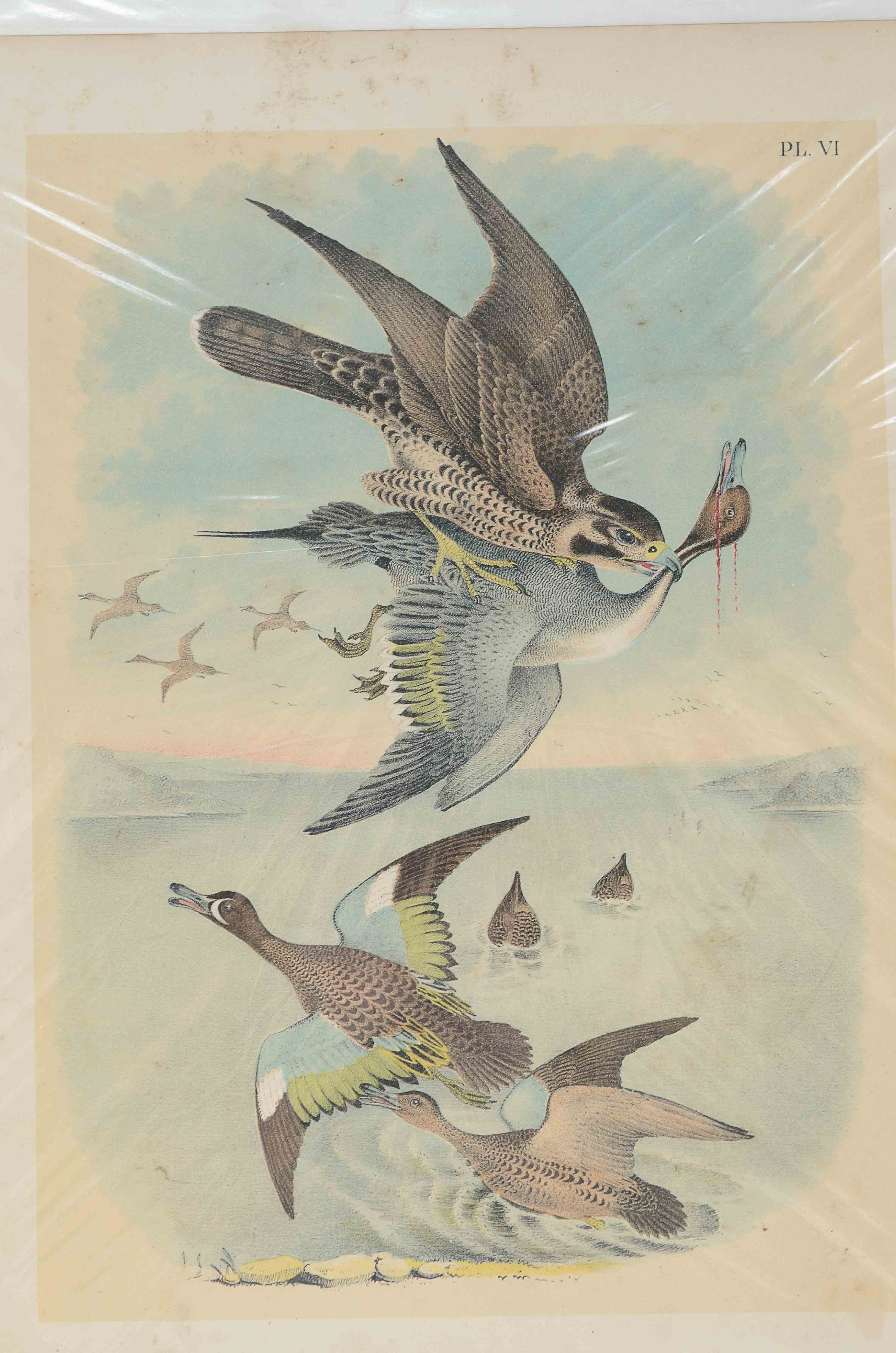 Lot of Three Ornithological Prints