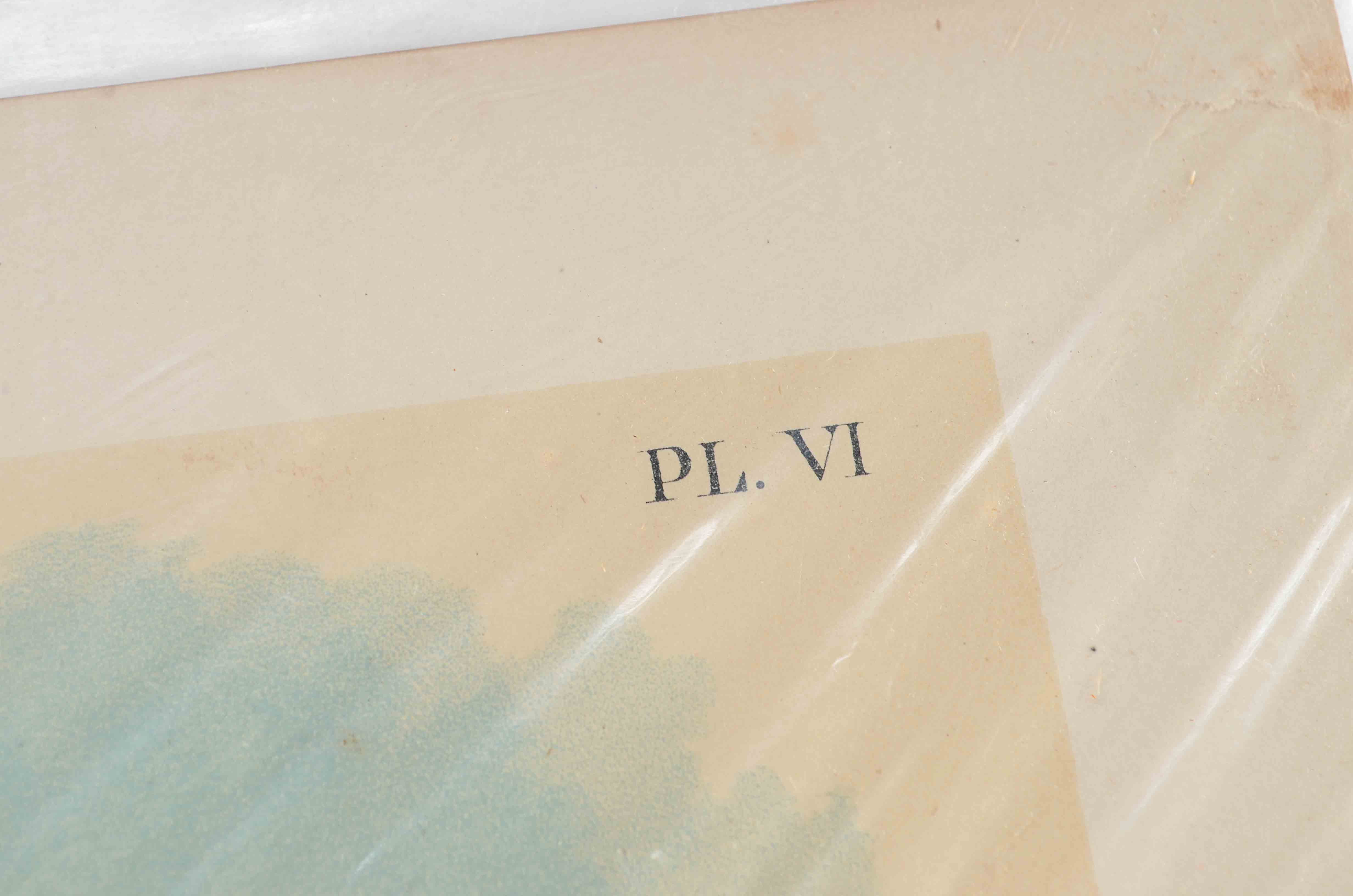 Lot of Three Ornithological Prints