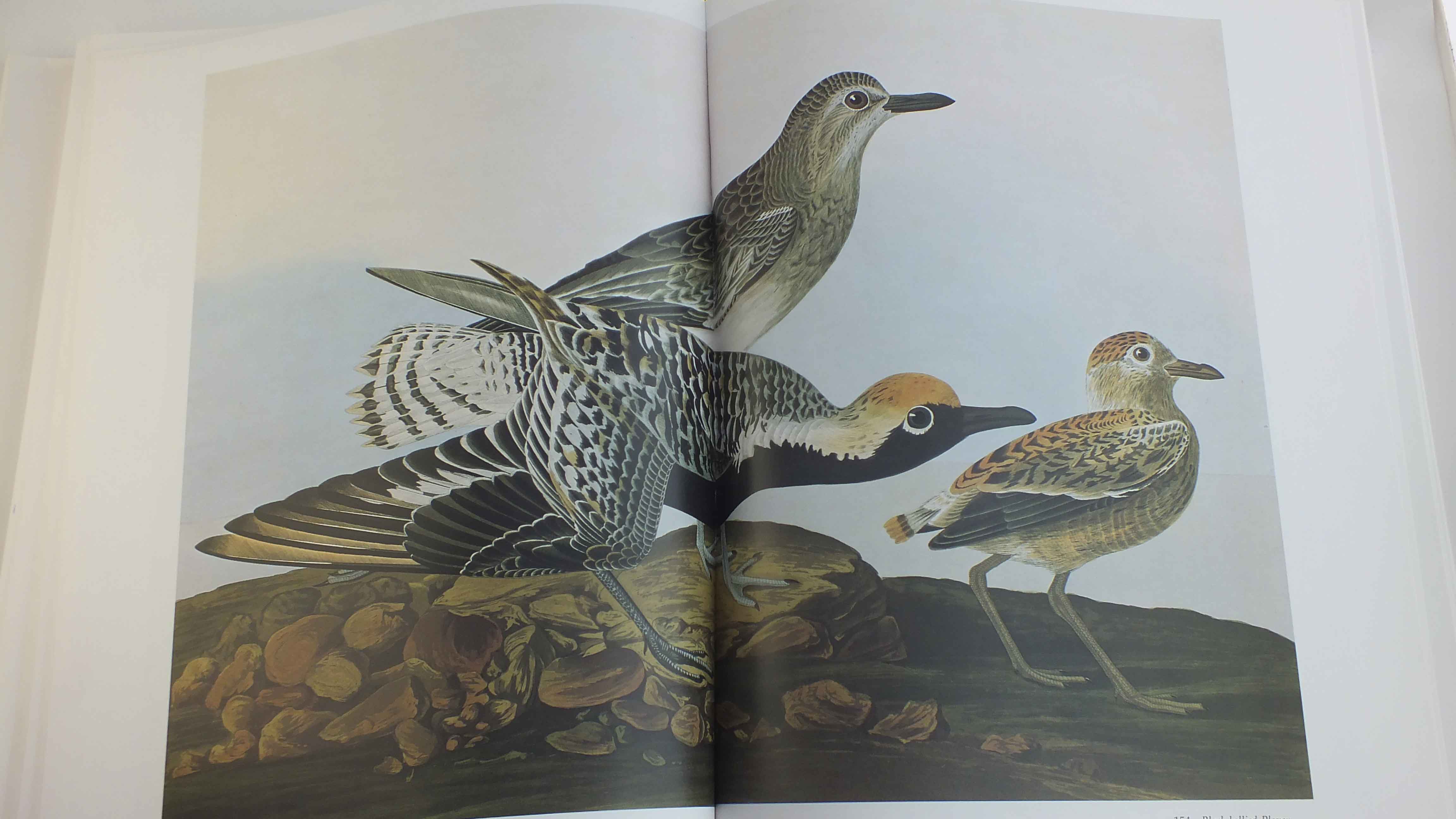 "Audubon's Bird's Of America"