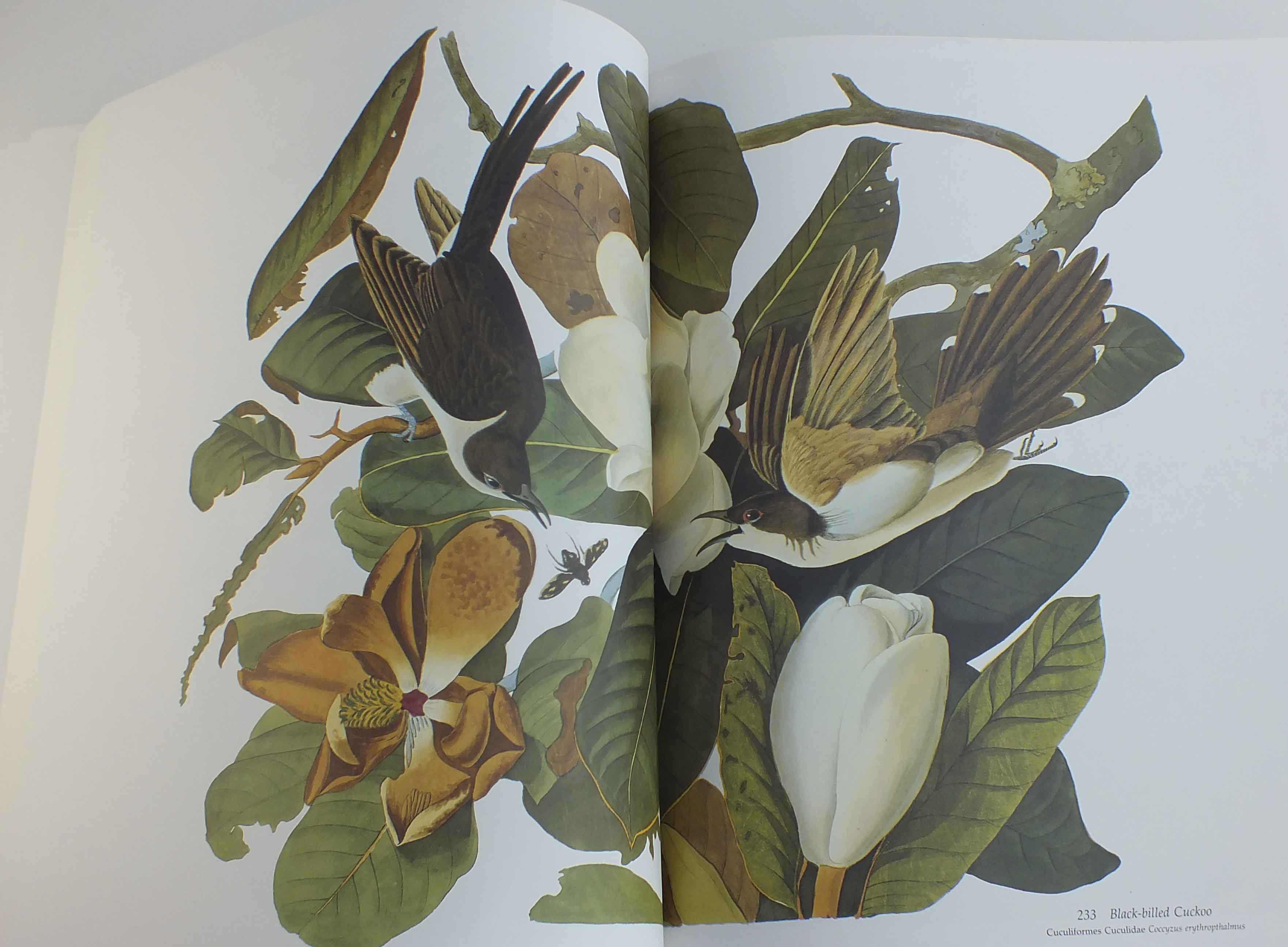 "Audubon's Bird's Of America"