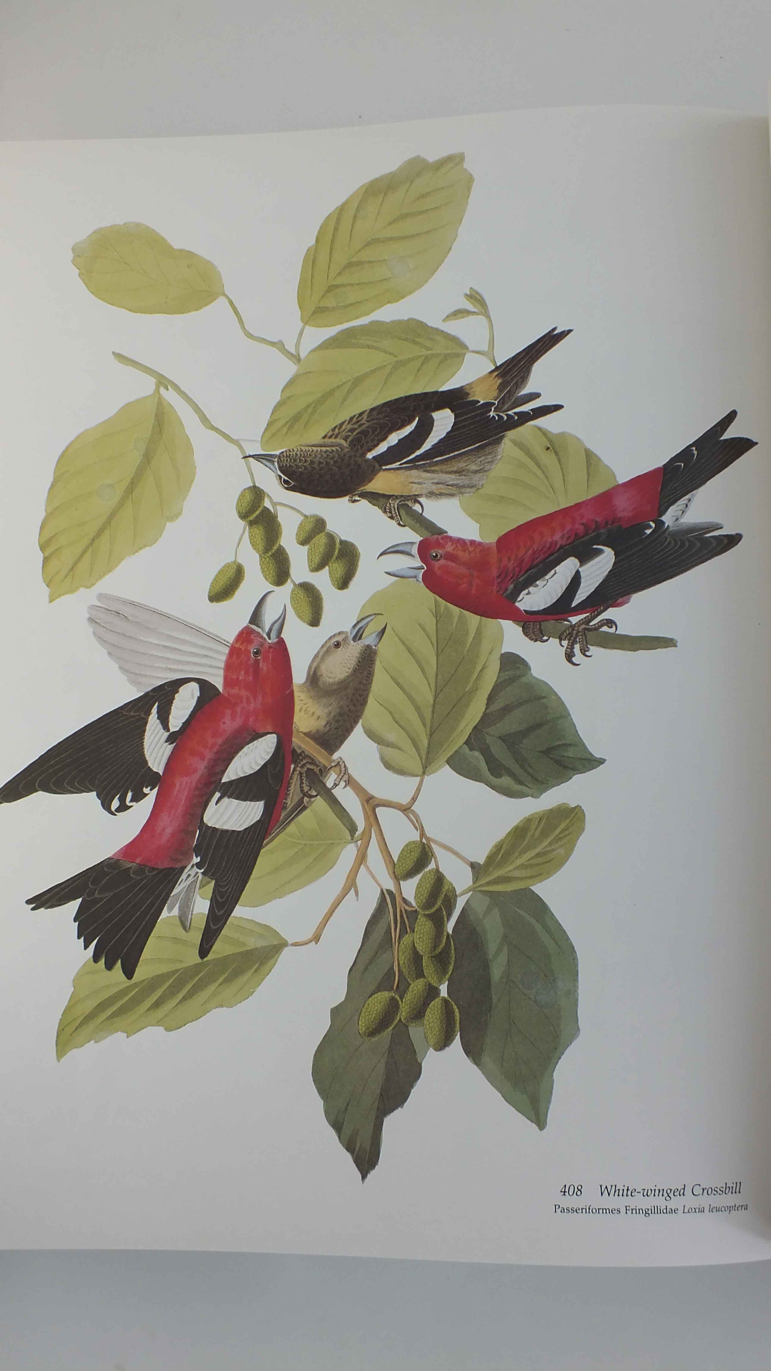 "Audubon's Bird's Of America"