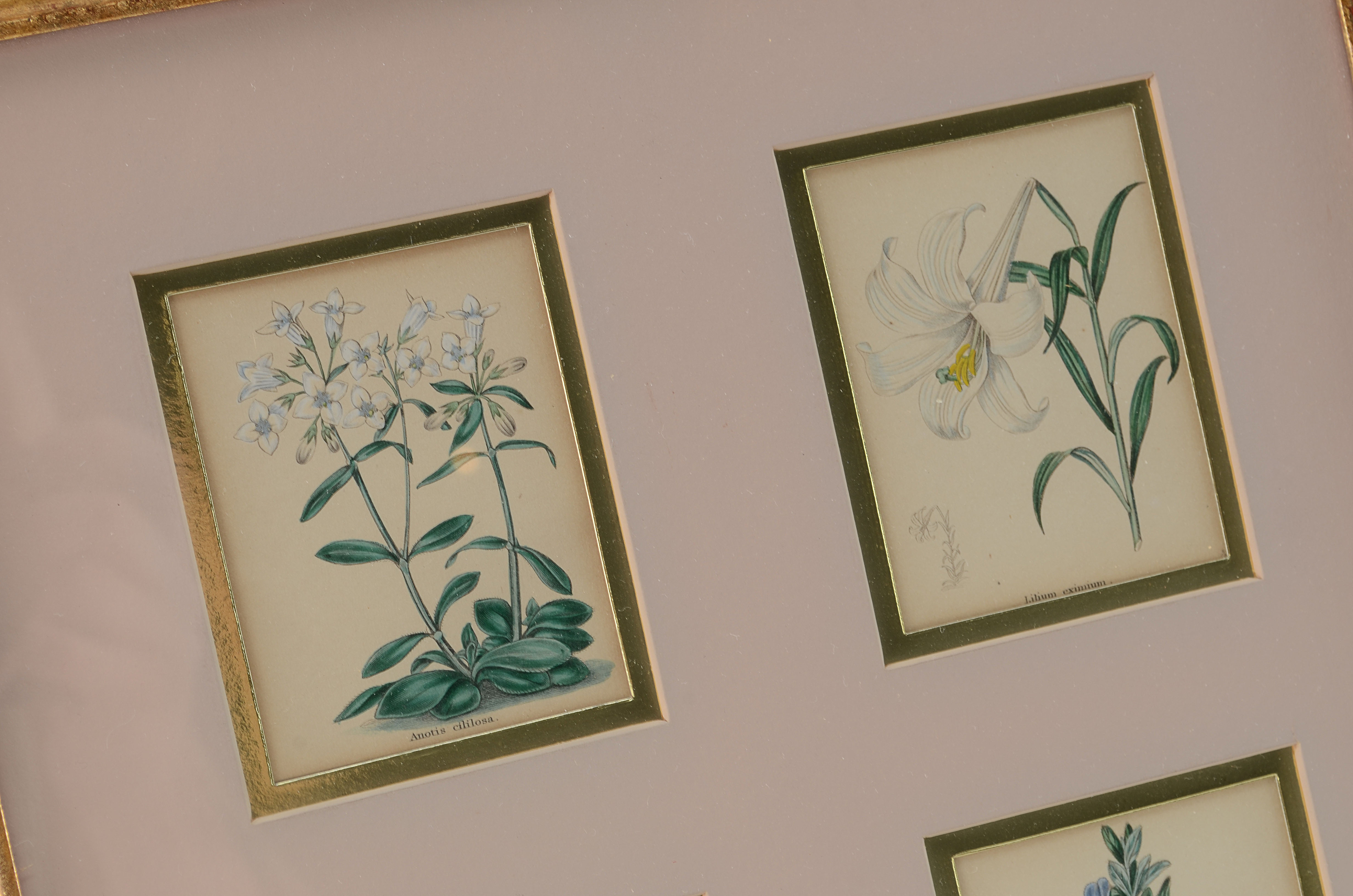 Pair of Original Floral Prints