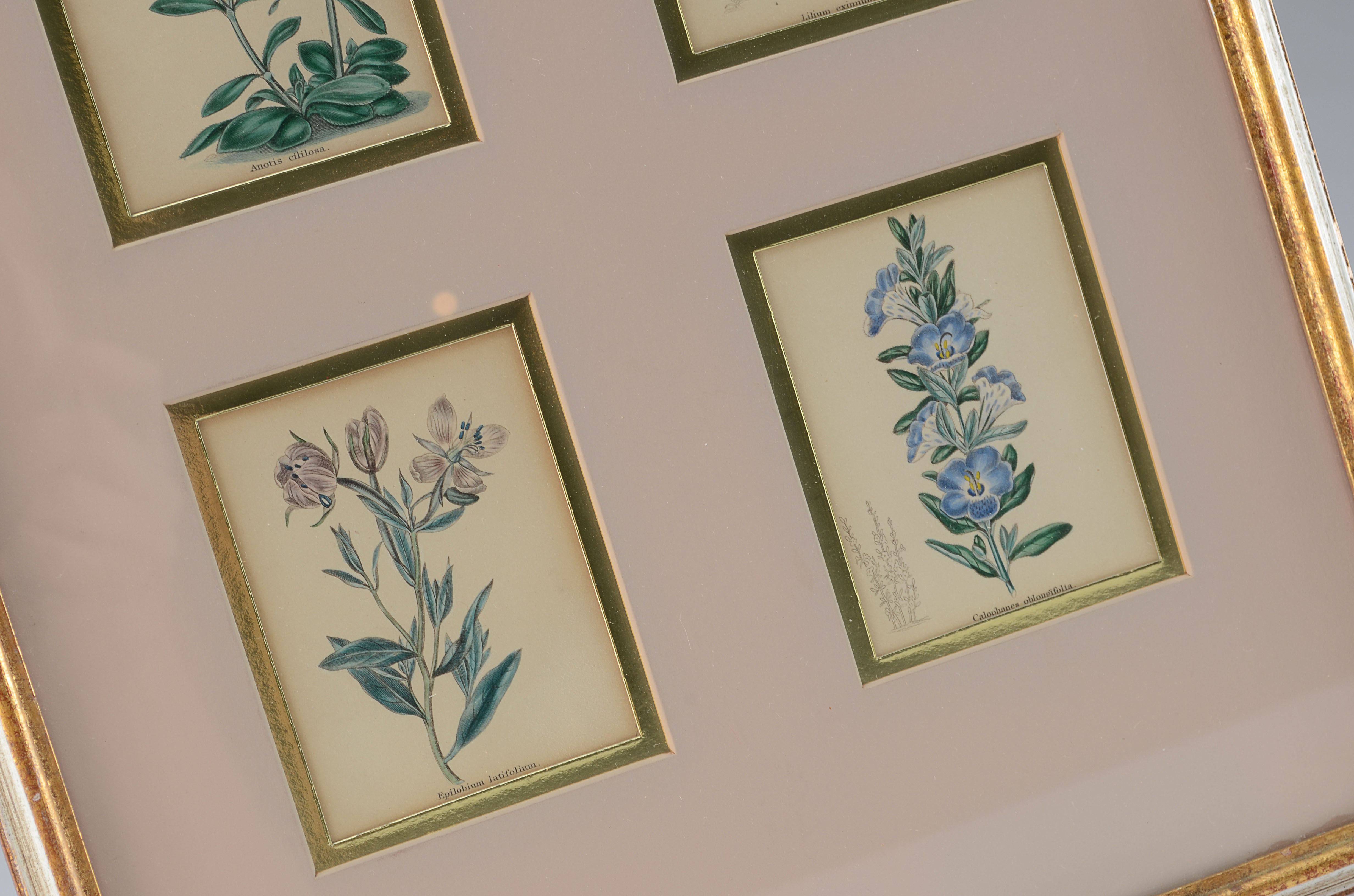 Pair of Original Floral Prints