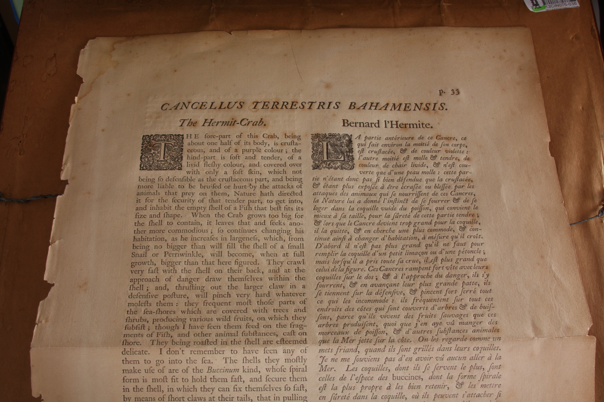 Original Mark Catesby Eighteenth Century Engraving