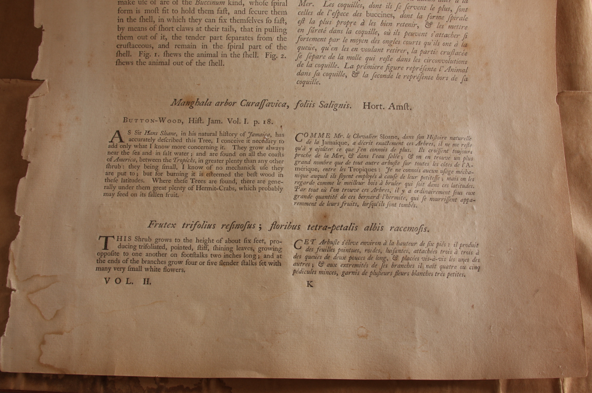 Original Mark Catesby Eighteenth Century Engraving