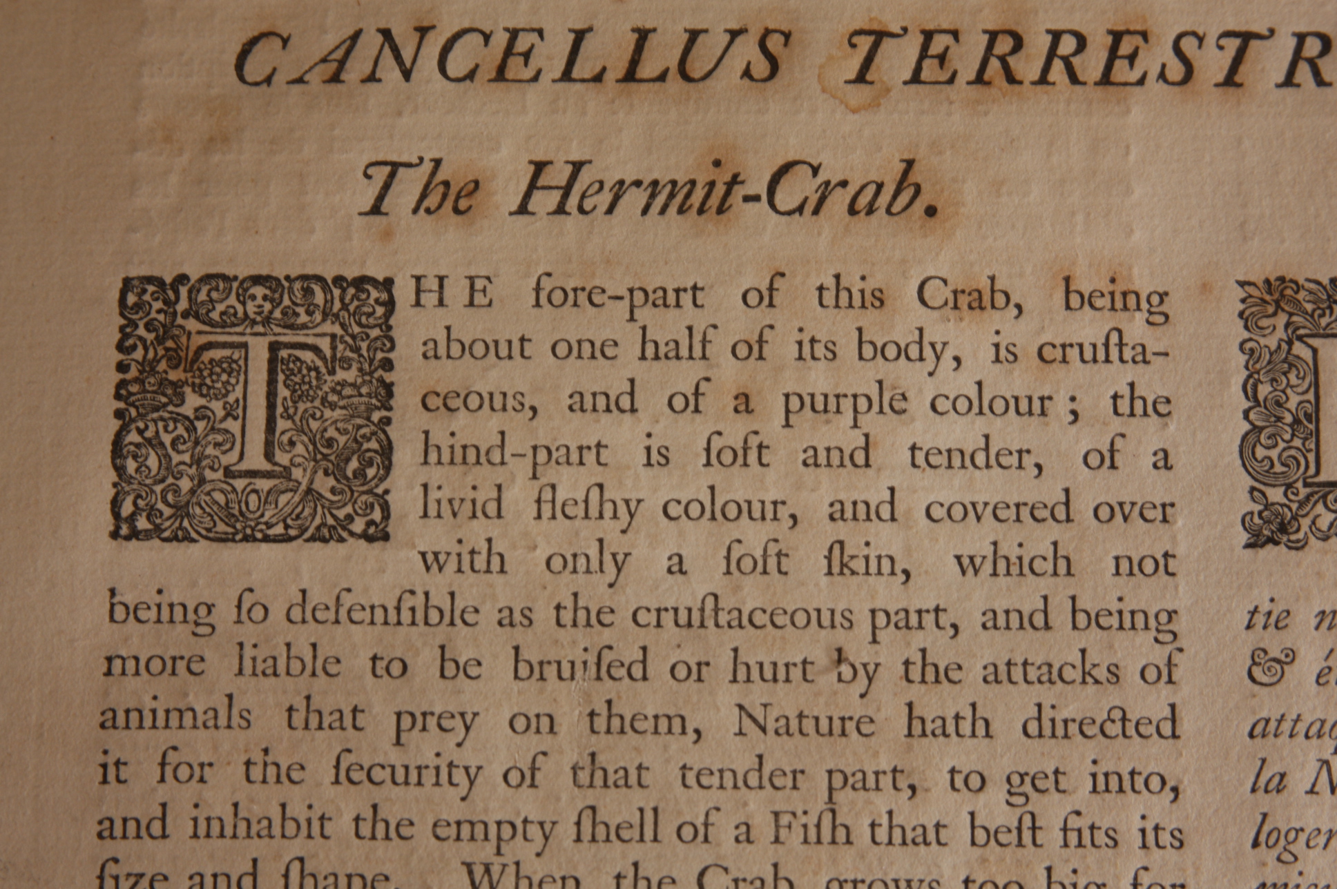 Original Mark Catesby Eighteenth Century Engraving