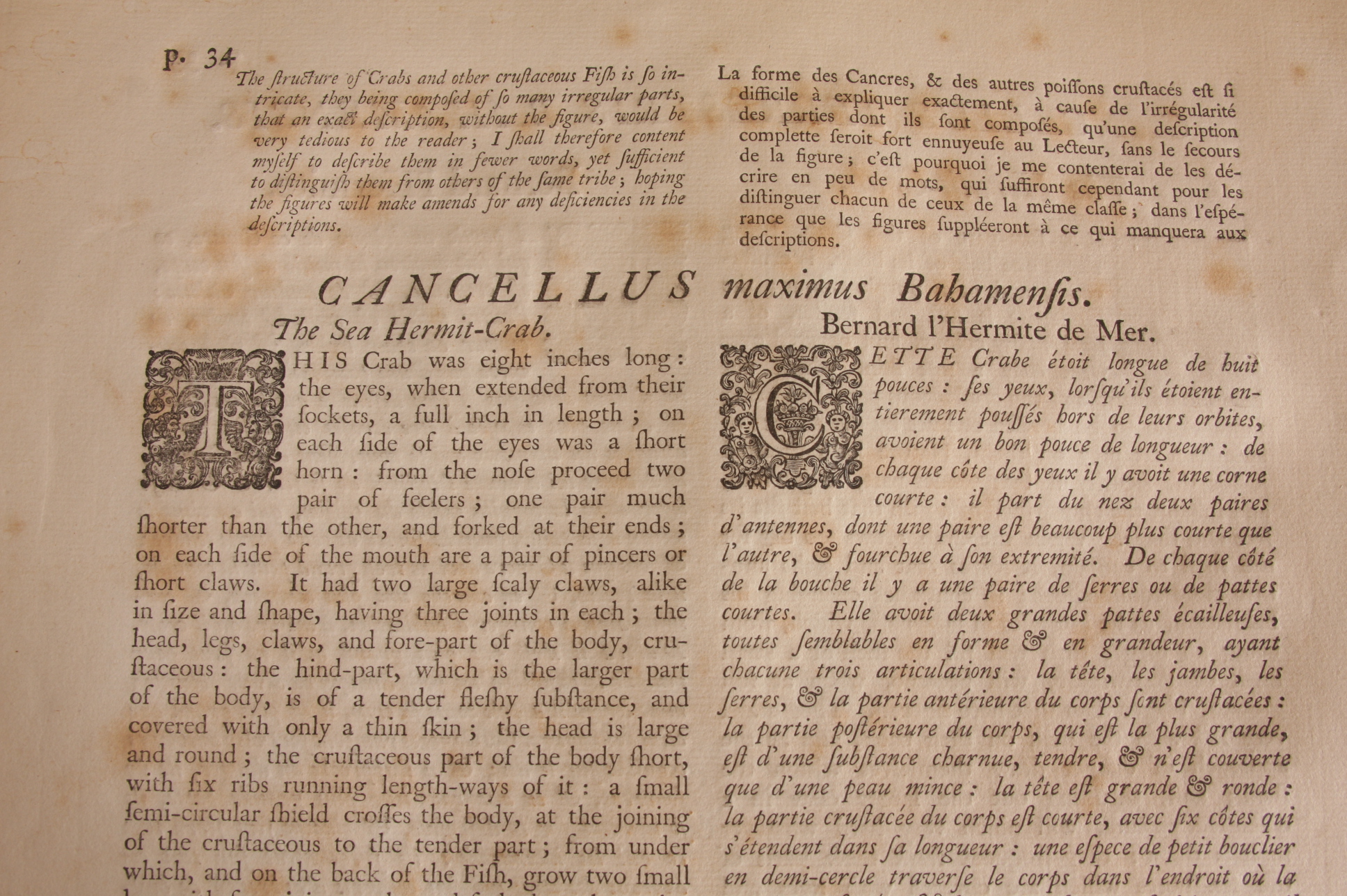 Original Mark Catesby Eighteenth Century Engraving