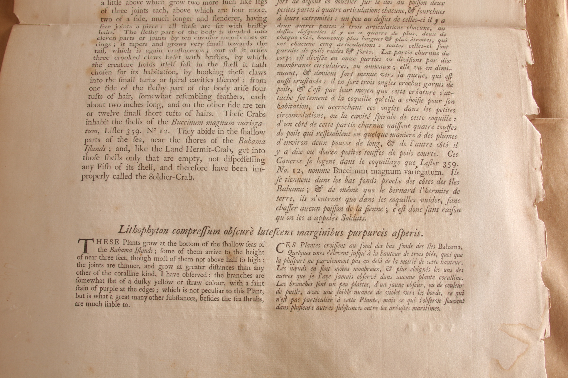 Original Mark Catesby Eighteenth Century Engraving