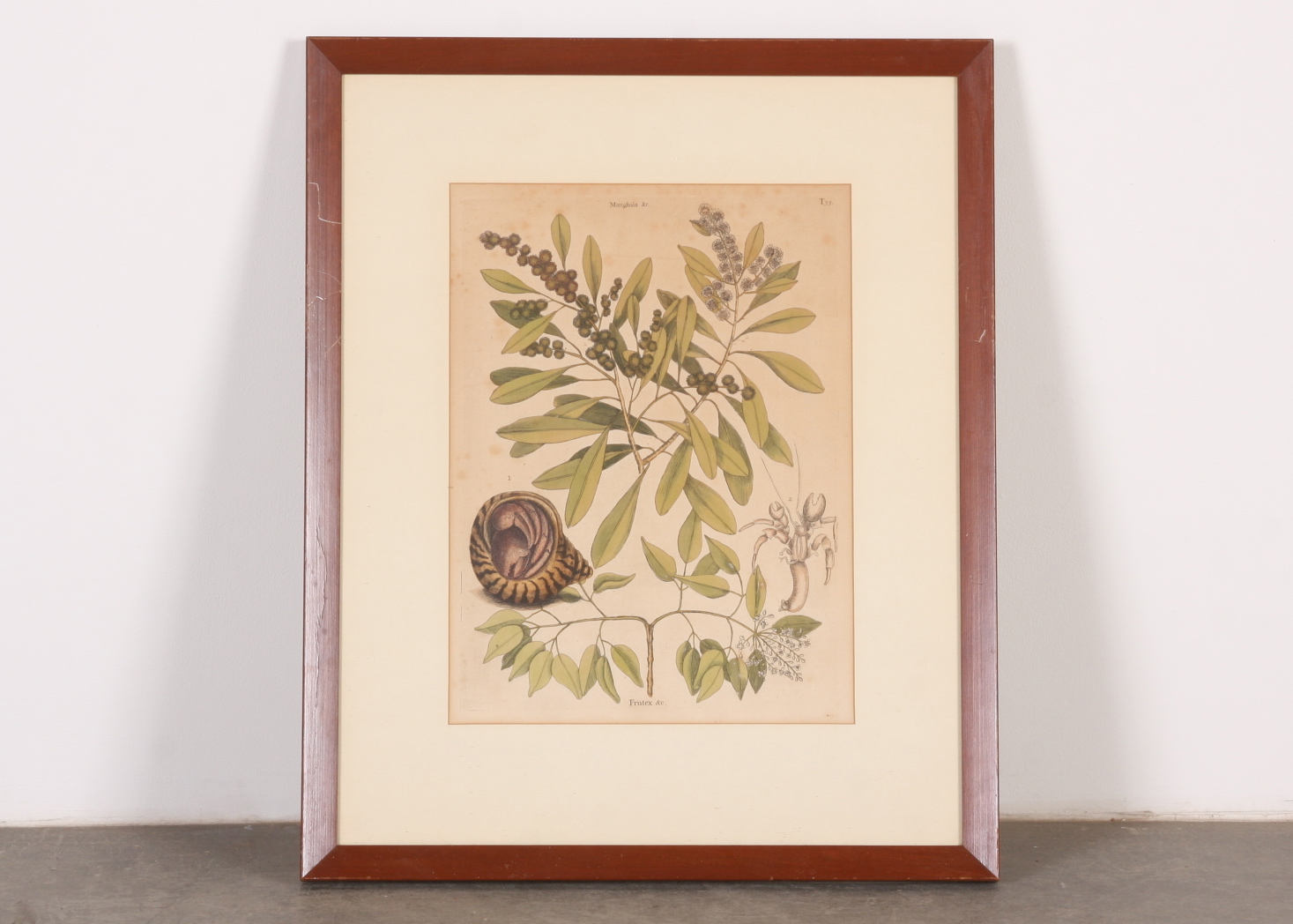 Original Mark Catesby Eighteenth Century Engraving