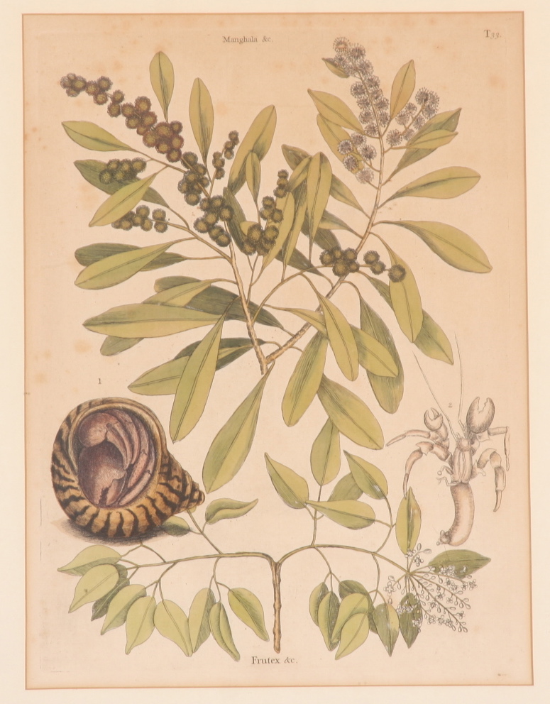 Original Mark Catesby Eighteenth Century Engraving