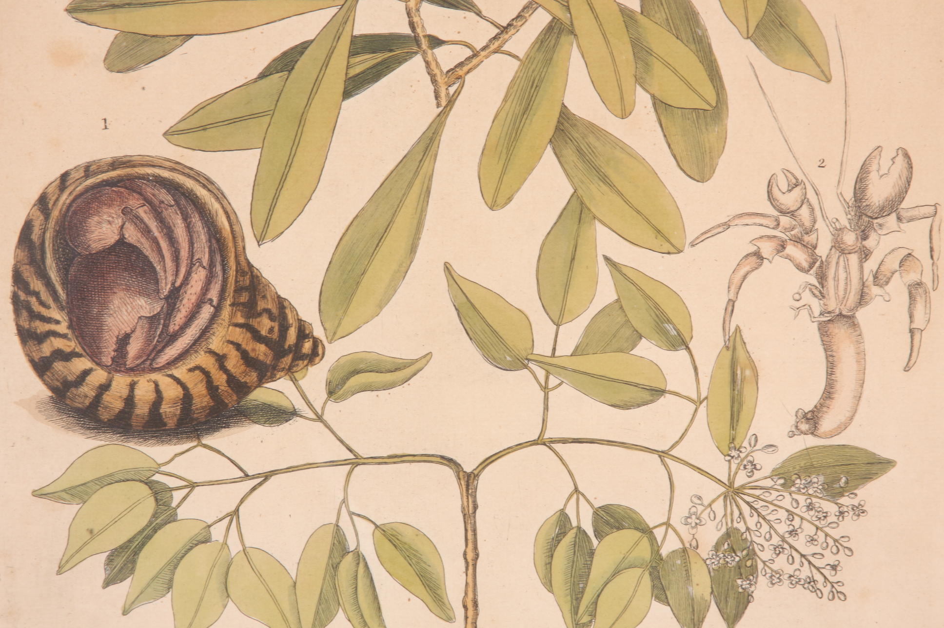 Original Mark Catesby Eighteenth Century Engraving