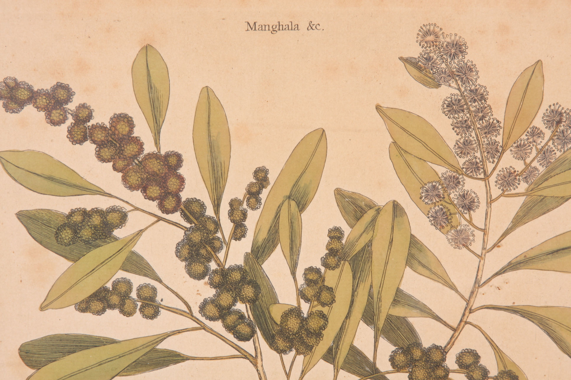 Original Mark Catesby Eighteenth Century Engraving