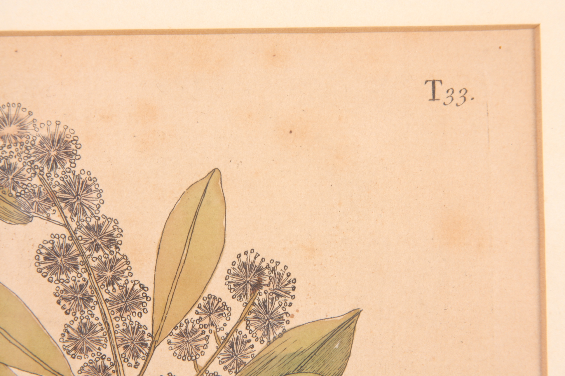 Original Mark Catesby Eighteenth Century Engraving