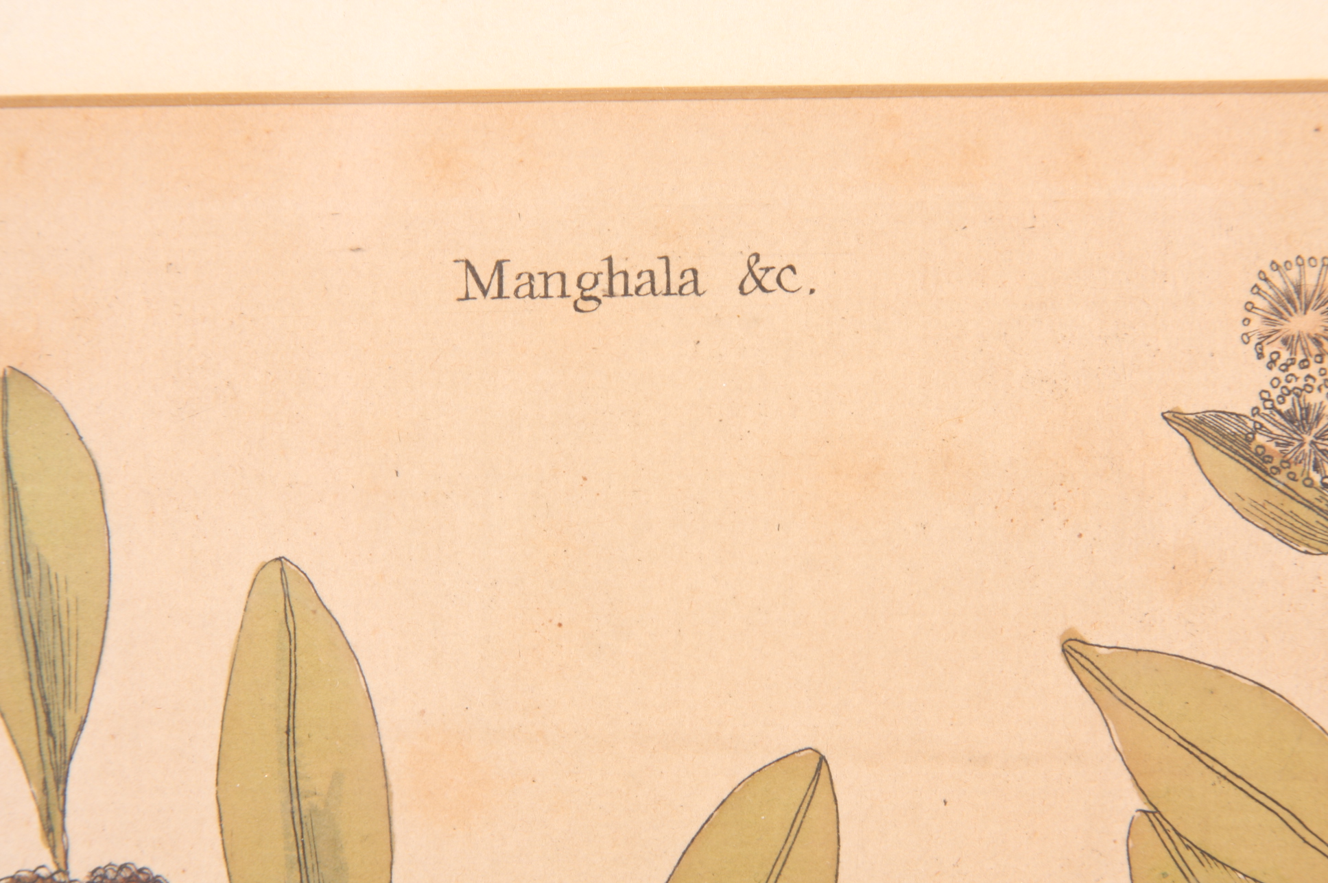 Original Mark Catesby Eighteenth Century Engraving