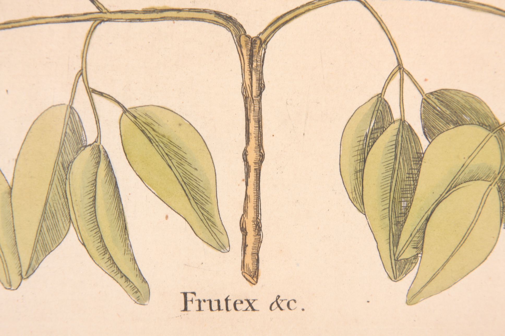 Original Mark Catesby Eighteenth Century Engraving