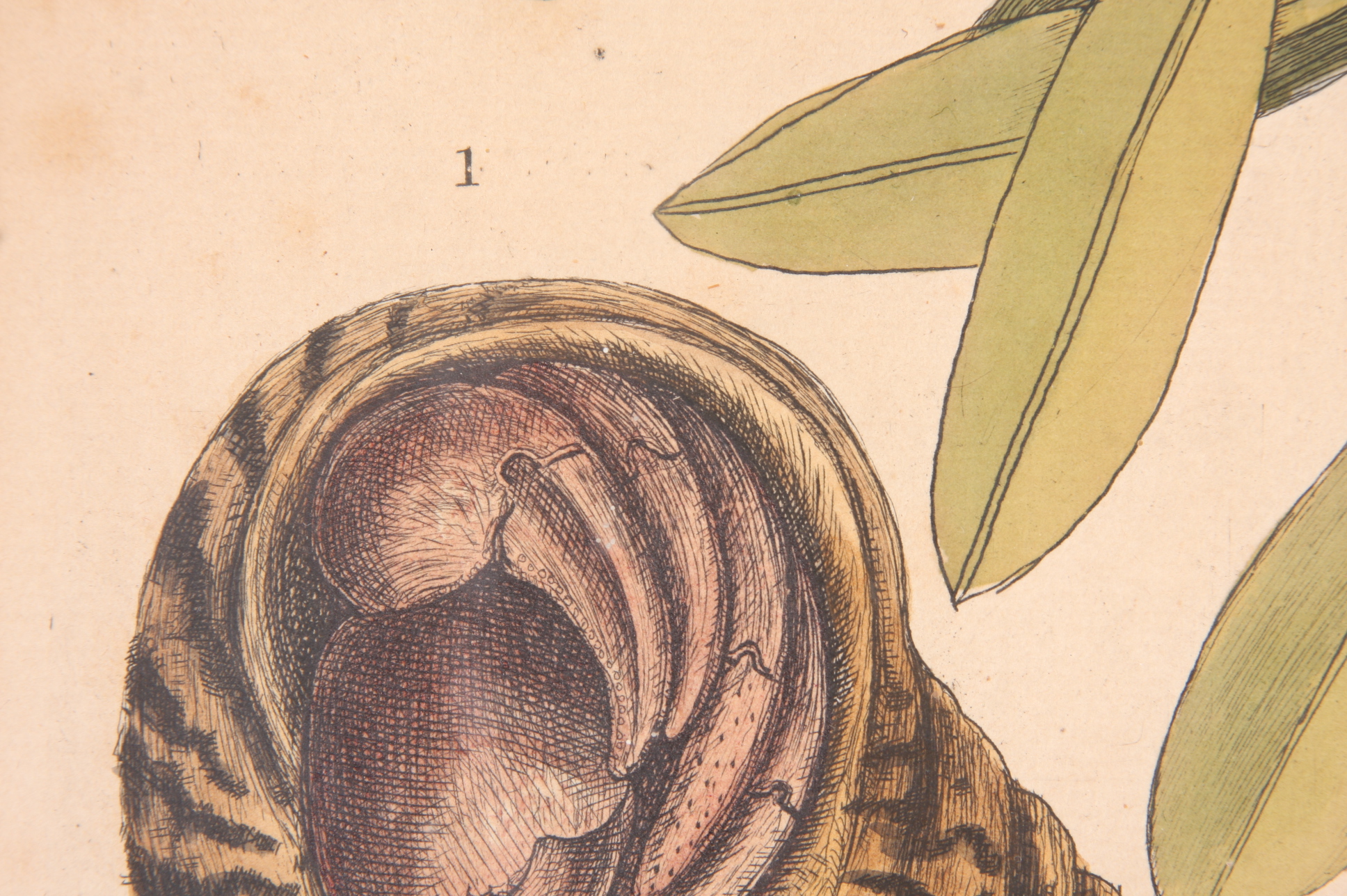 Original Mark Catesby Eighteenth Century Engraving