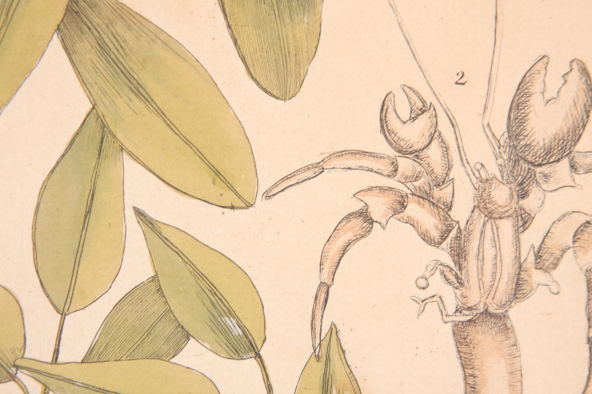 Original Mark Catesby Eighteenth Century Engraving