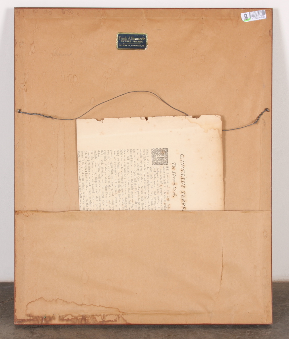 Original Mark Catesby Eighteenth Century Engraving