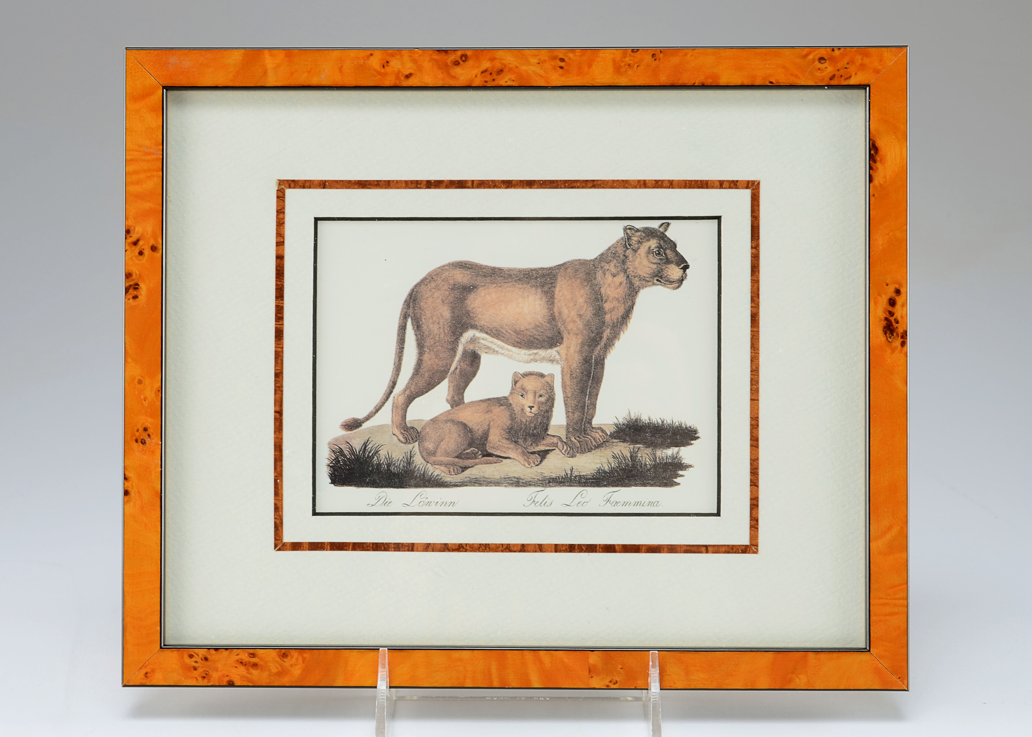 Female Lion with Cub Lithograph