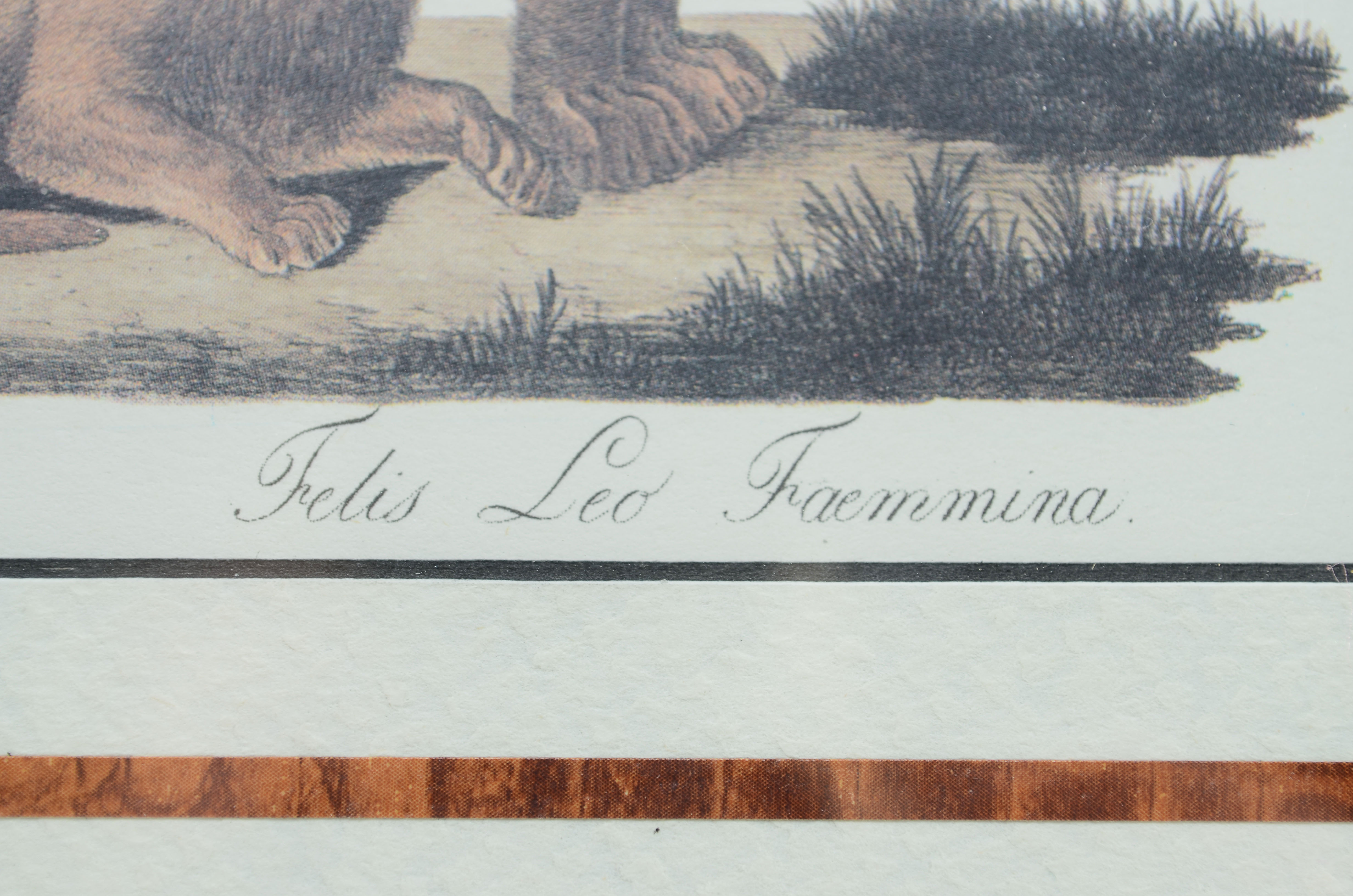 Female Lion with Cub Lithograph