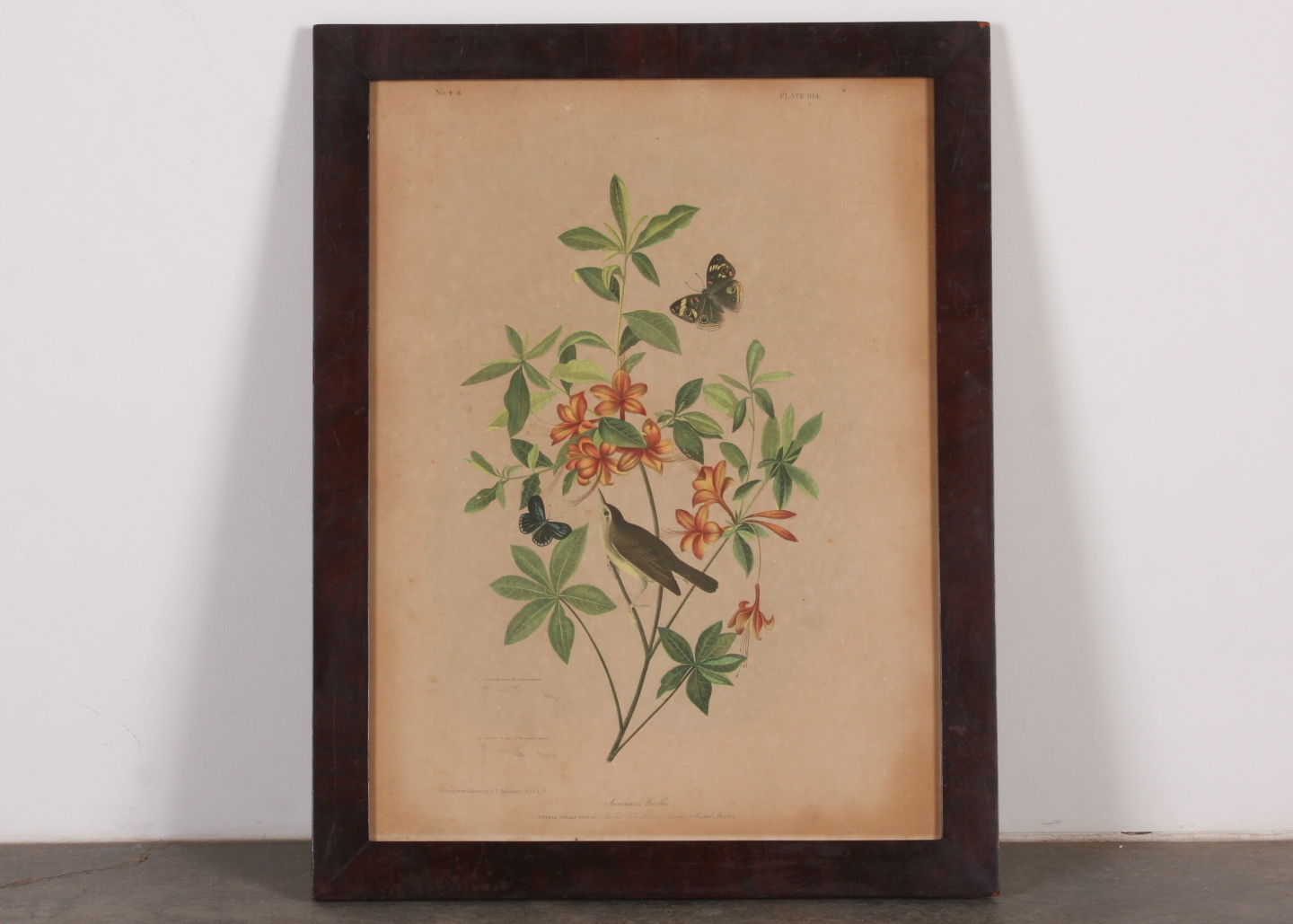 Original Audubon Swainson's Warbler Bien Edition
