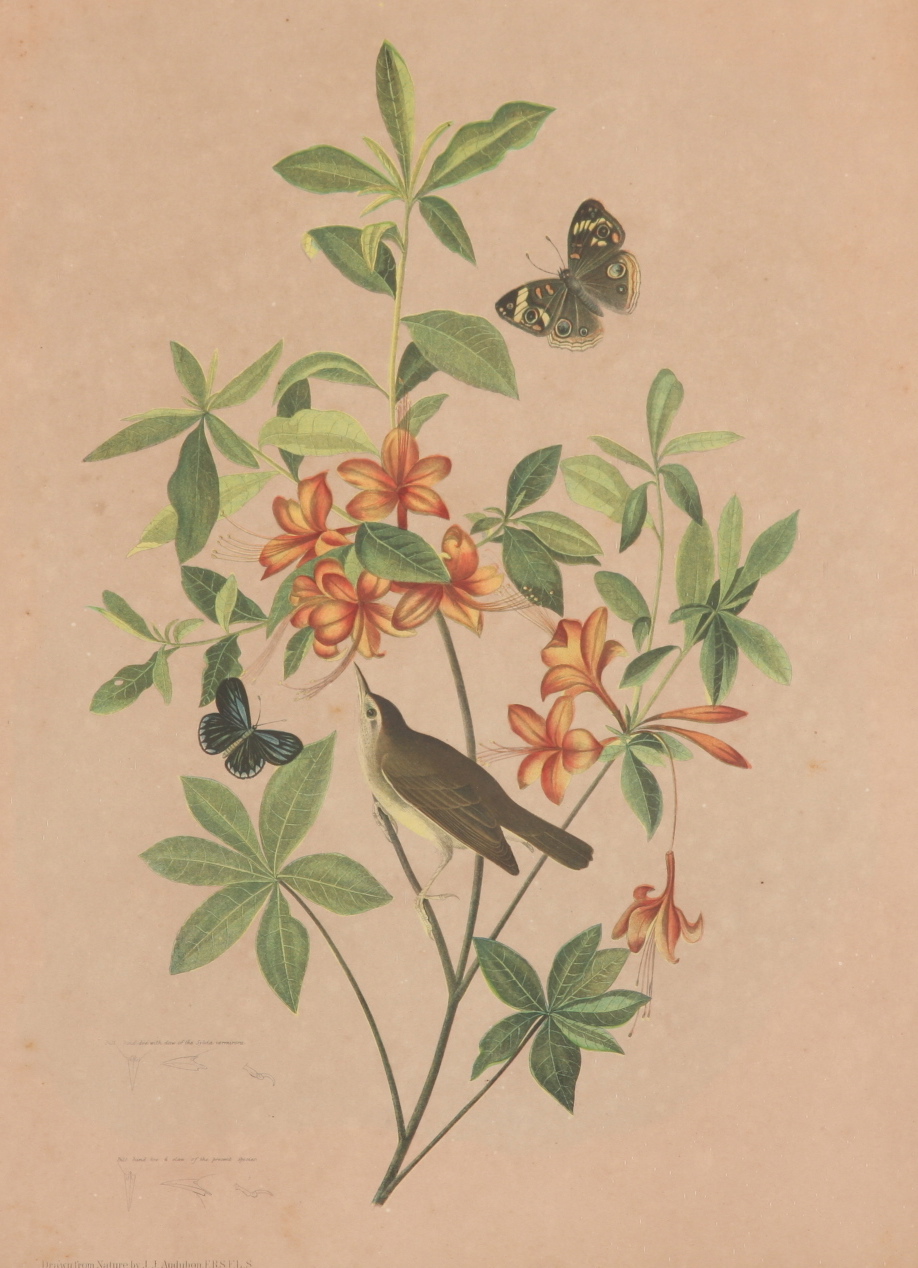 Original Audubon Swainson's Warbler Bien Edition