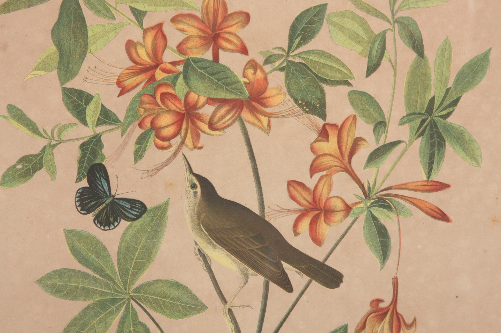 Original Audubon Swainson's Warbler Bien Edition