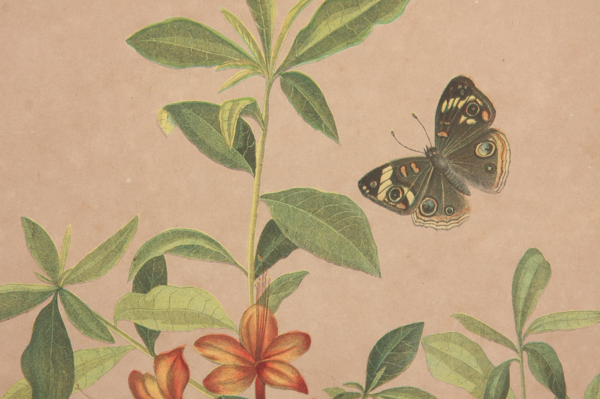 Original Audubon Swainson's Warbler Bien Edition