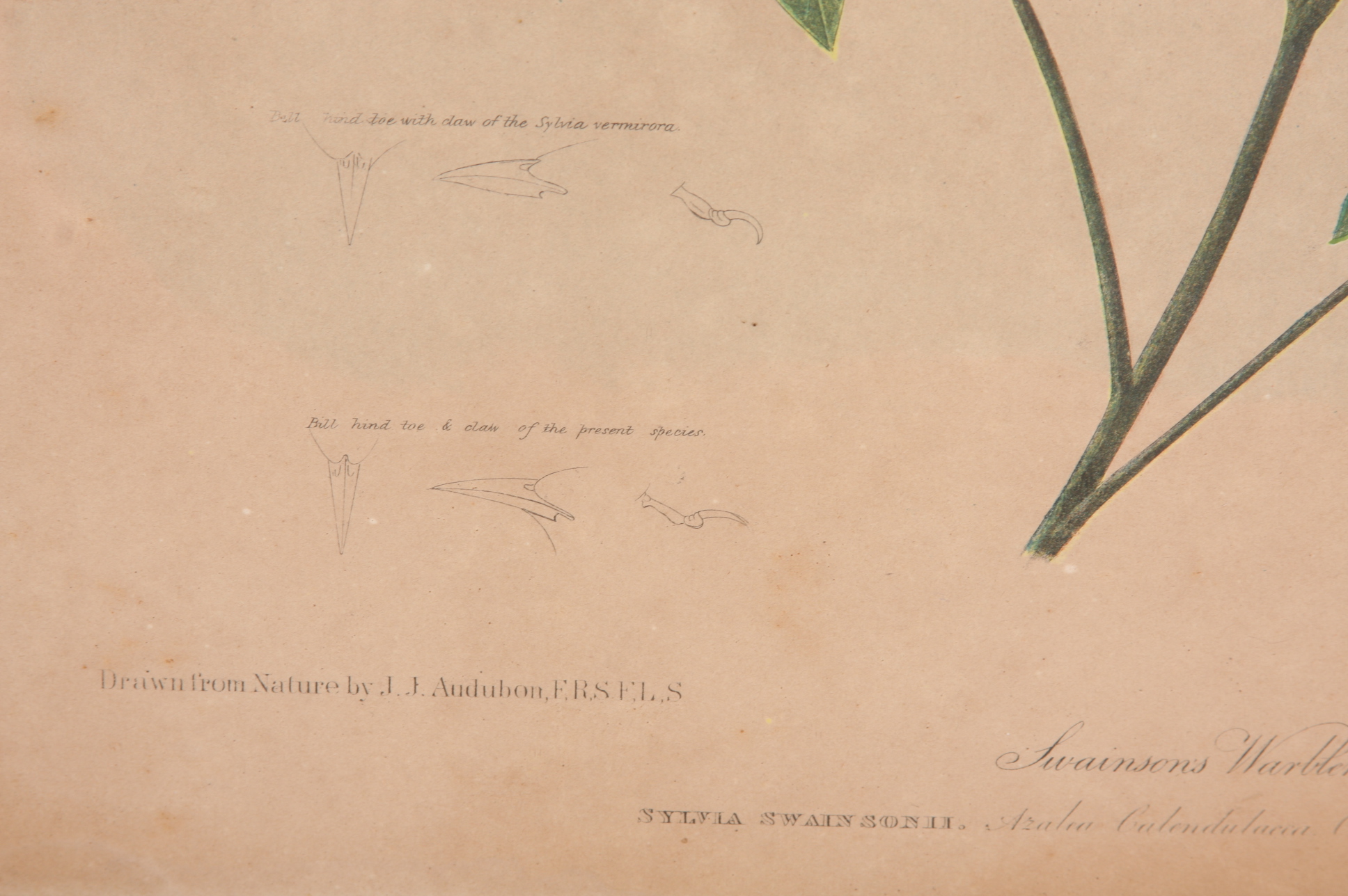 Original Audubon Swainson's Warbler Bien Edition