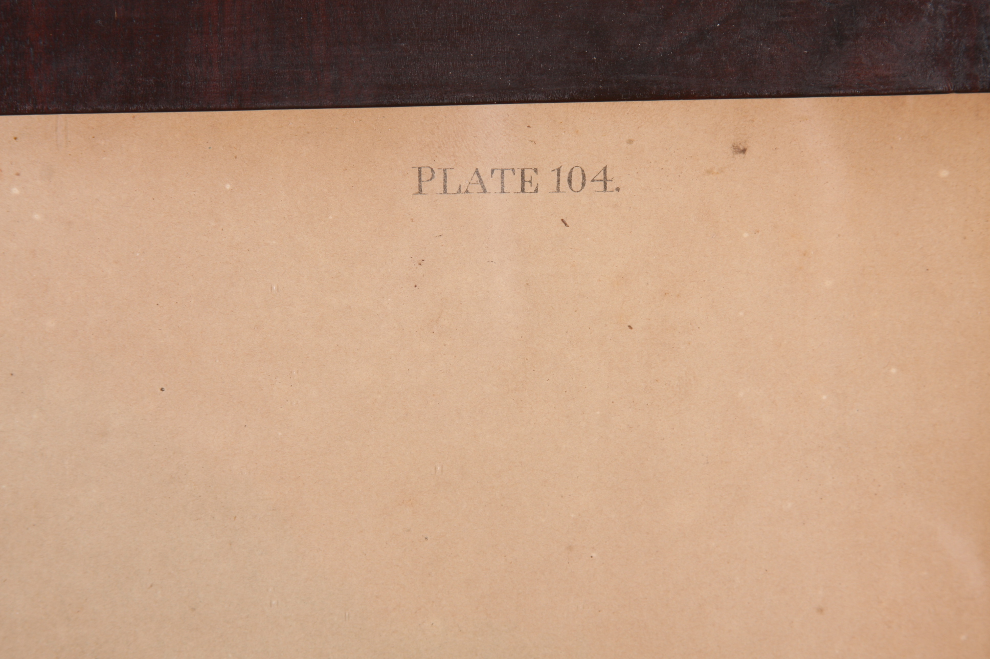 Original Audubon Swainson's Warbler Bien Edition