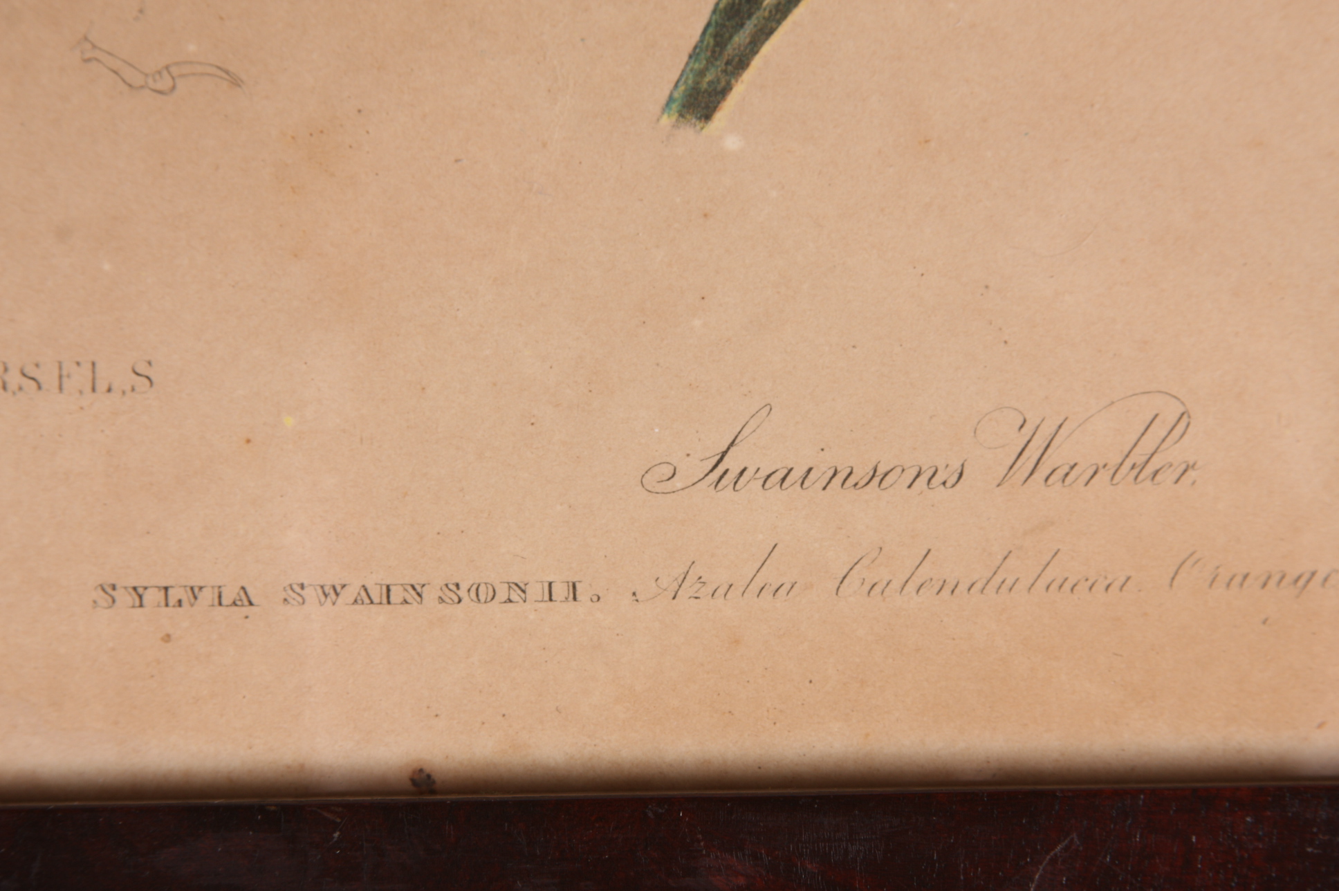 Original Audubon Swainson's Warbler Bien Edition