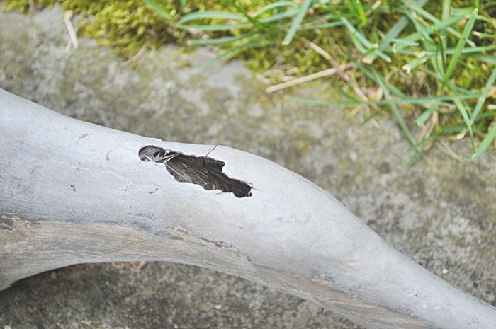 Pool Guardian Giraffe