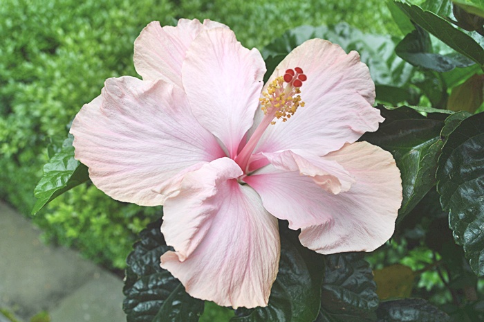 Lightweight Planter with Hibiscus Plant