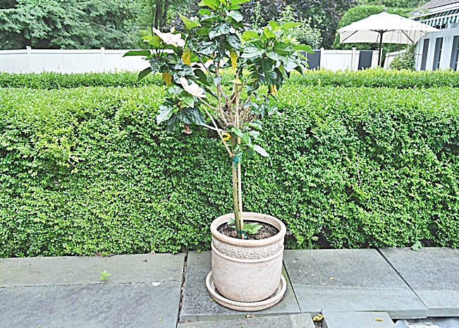 Lightweight Planter with Hibiscus Plant