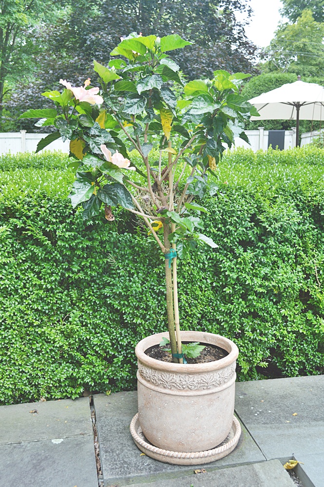 Lightweight Planter with Hibiscus Plant