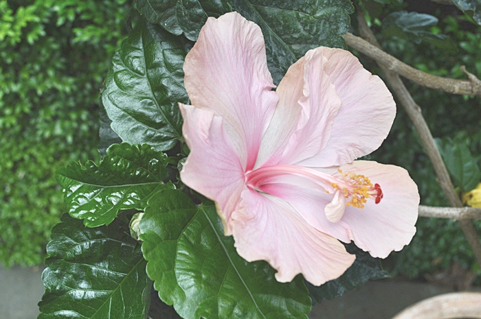 Lightweight Planter with Hibiscus Plant