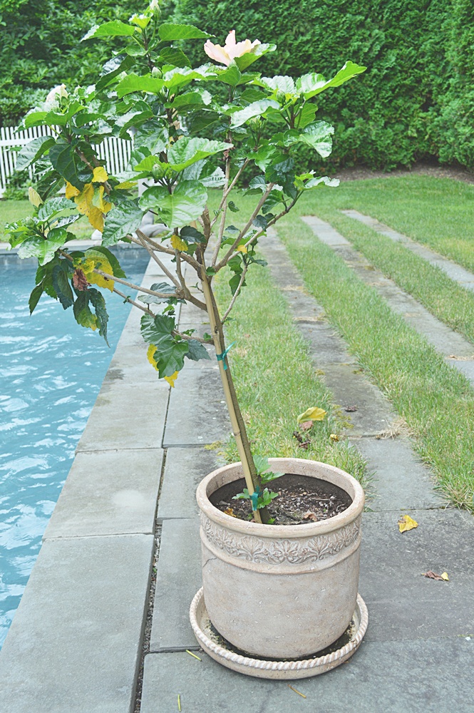 Lightweight Planter with Hibiscus Plant