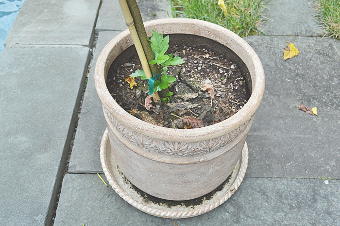 Lightweight Planter with Hibiscus Plant