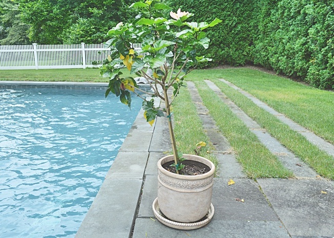 Lightweight Planter with Hibiscus Plant