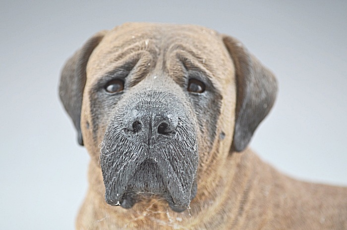 Mastiff Sandcast by Sandra Brue