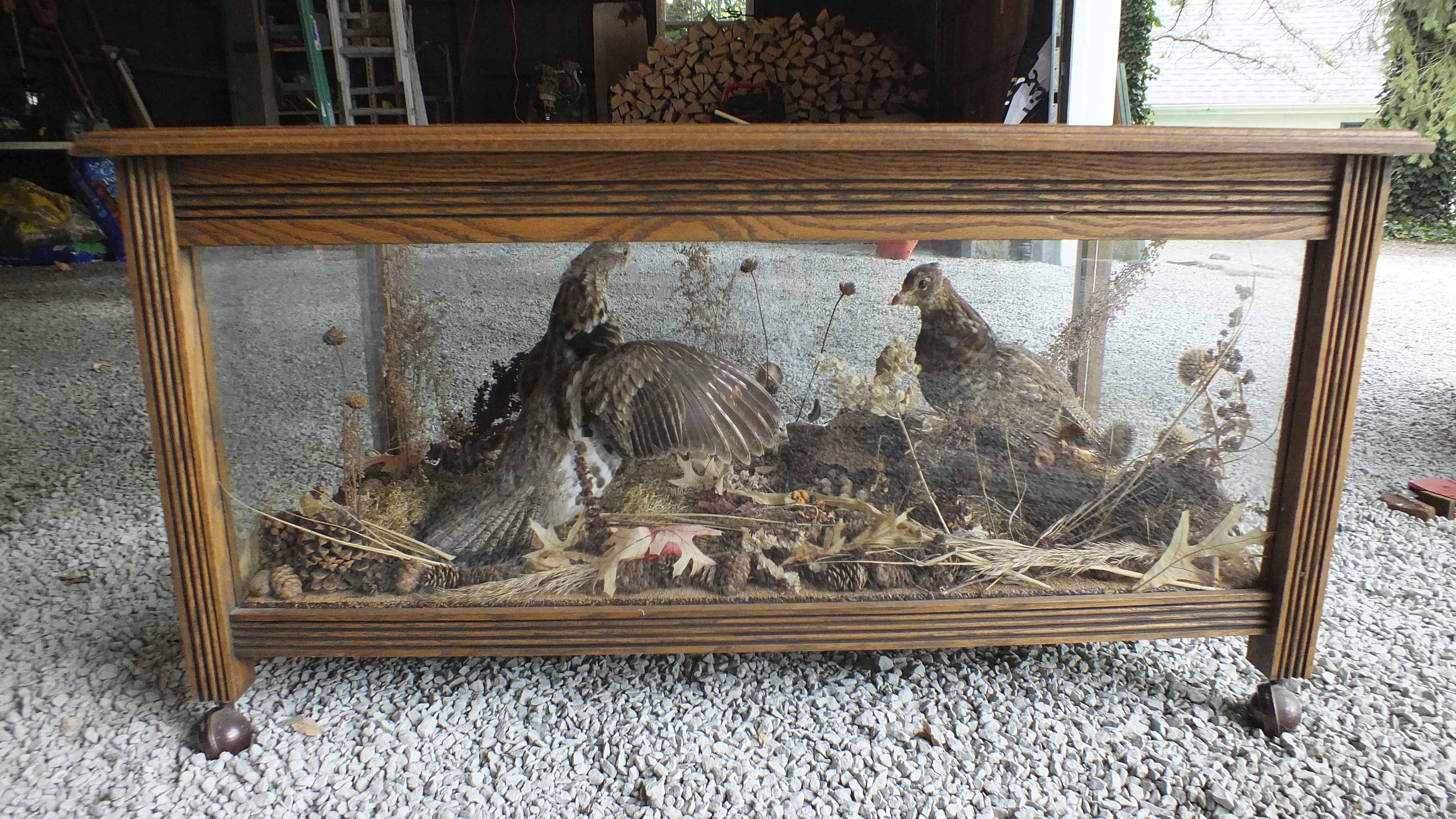 Taxidermy Showcase Coffee Table 