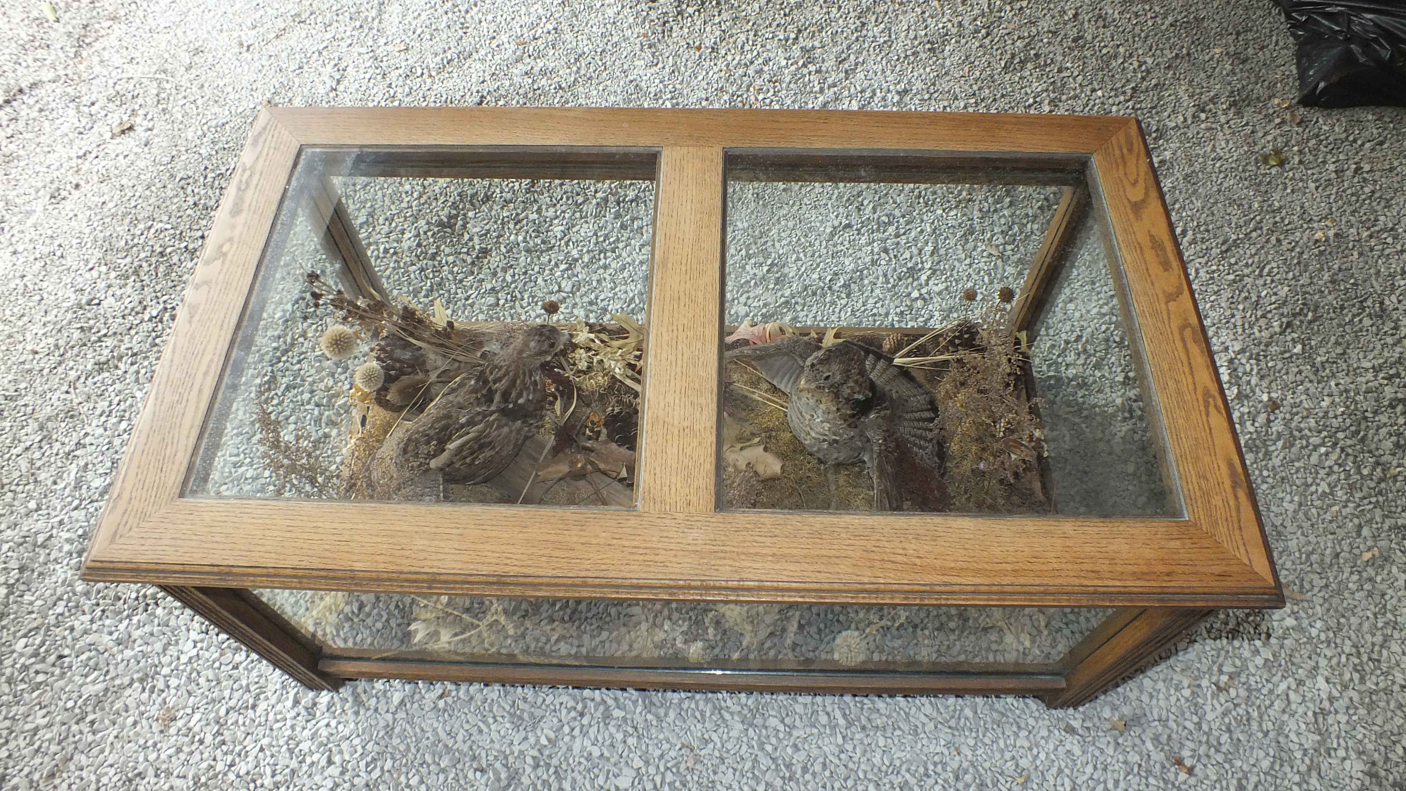 Taxidermy Showcase Coffee Table 