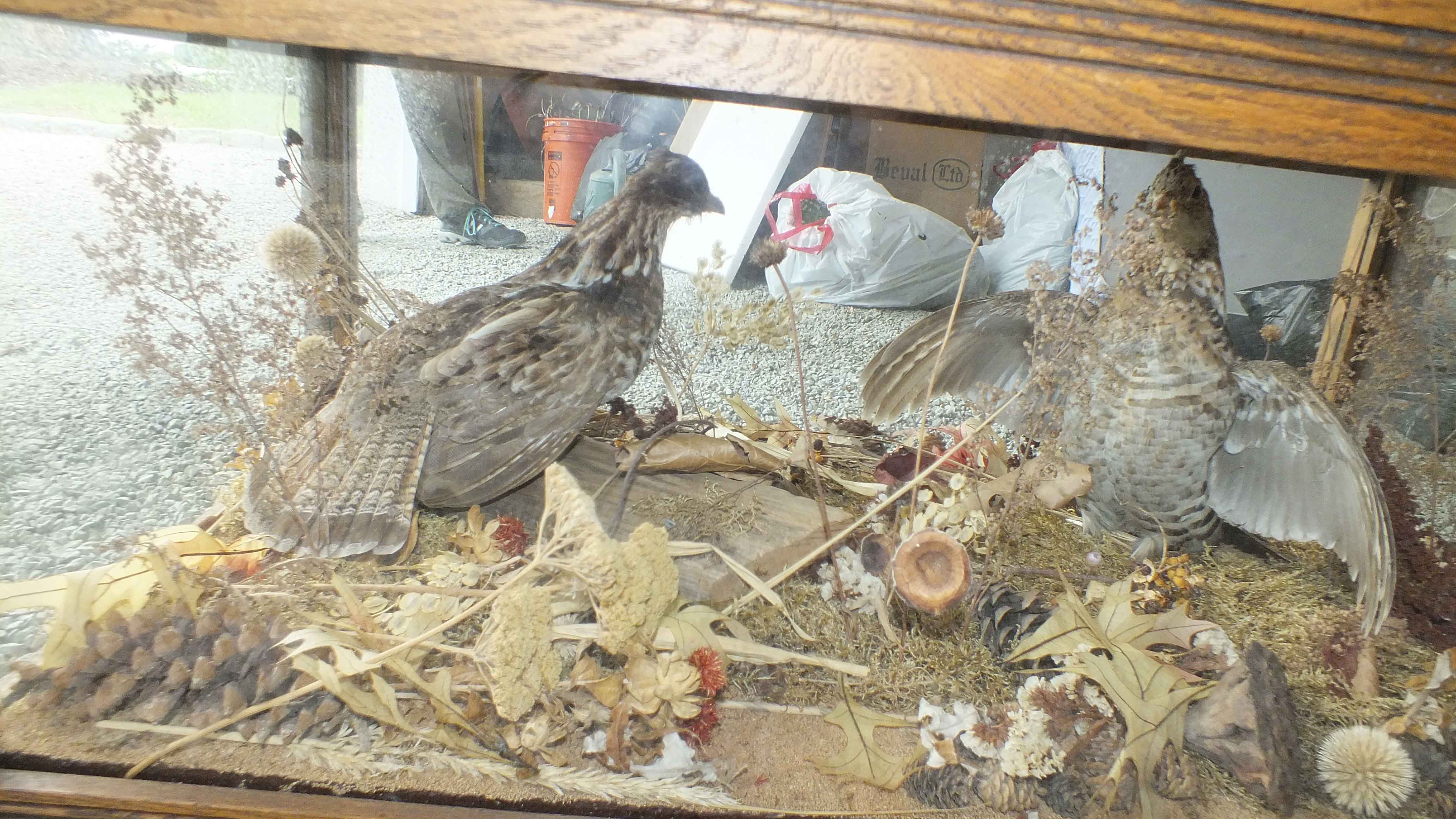 Taxidermy Showcase Coffee Table 