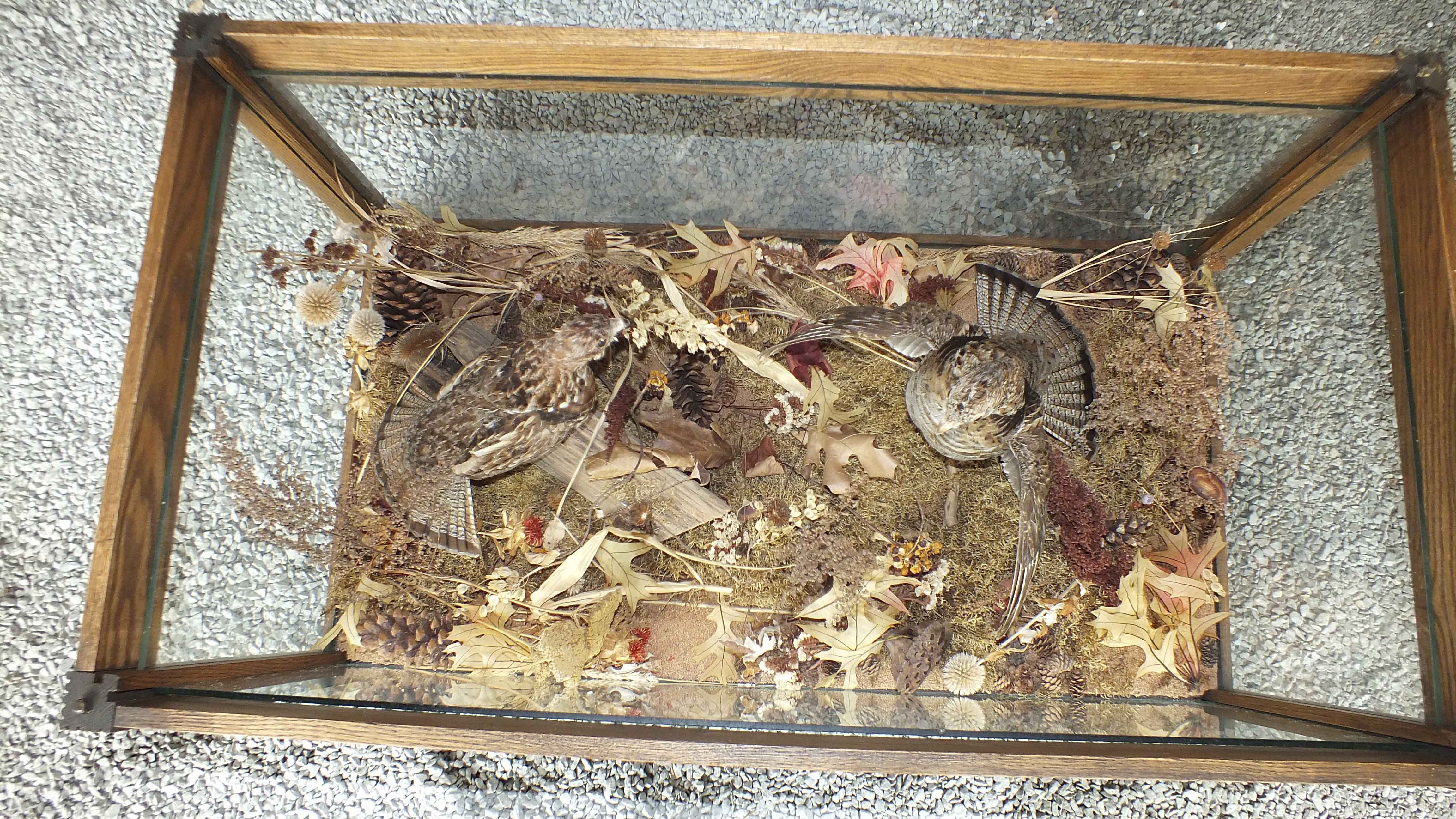 Taxidermy Showcase Coffee Table 