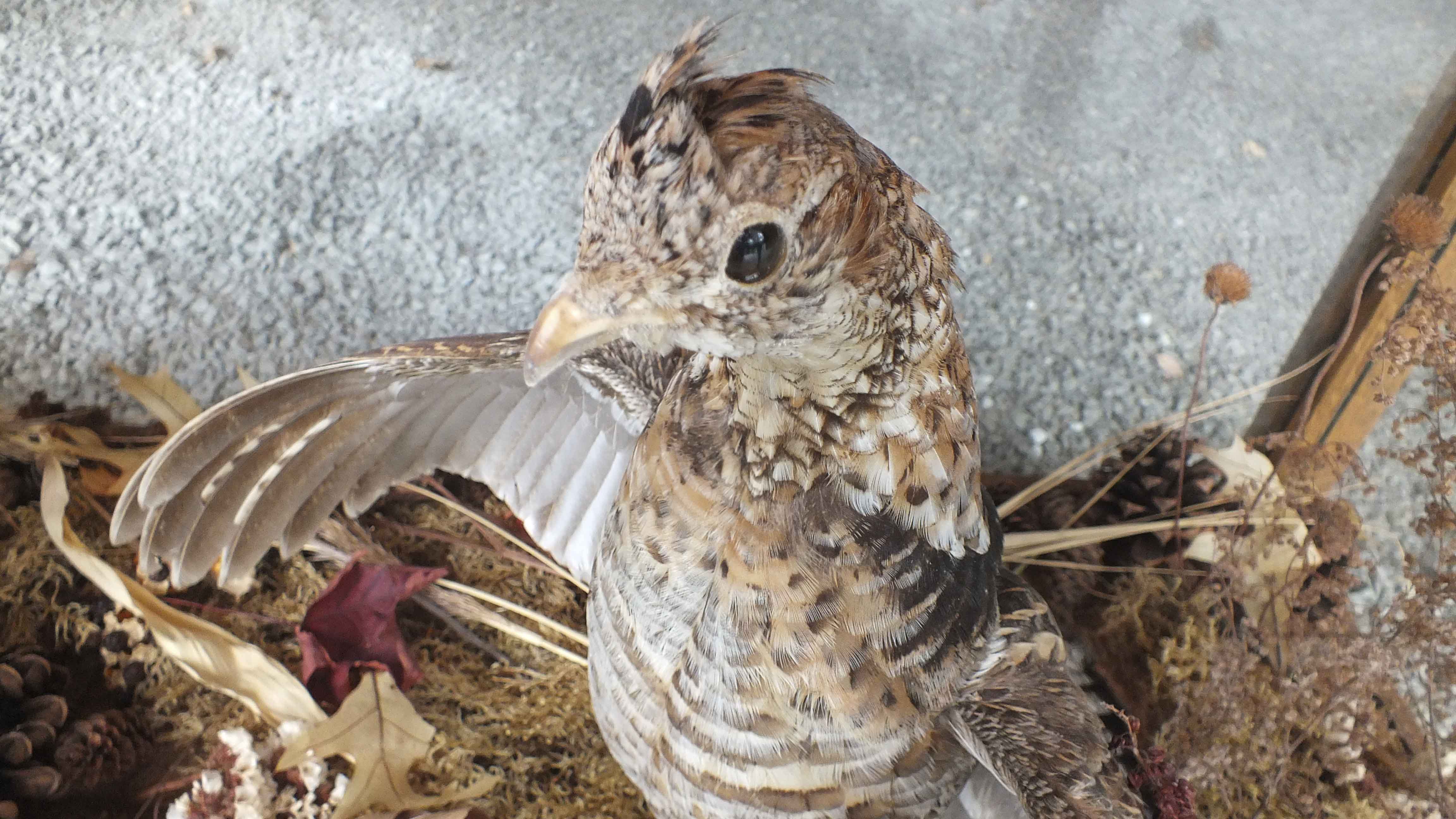 Taxidermy Showcase Coffee Table 