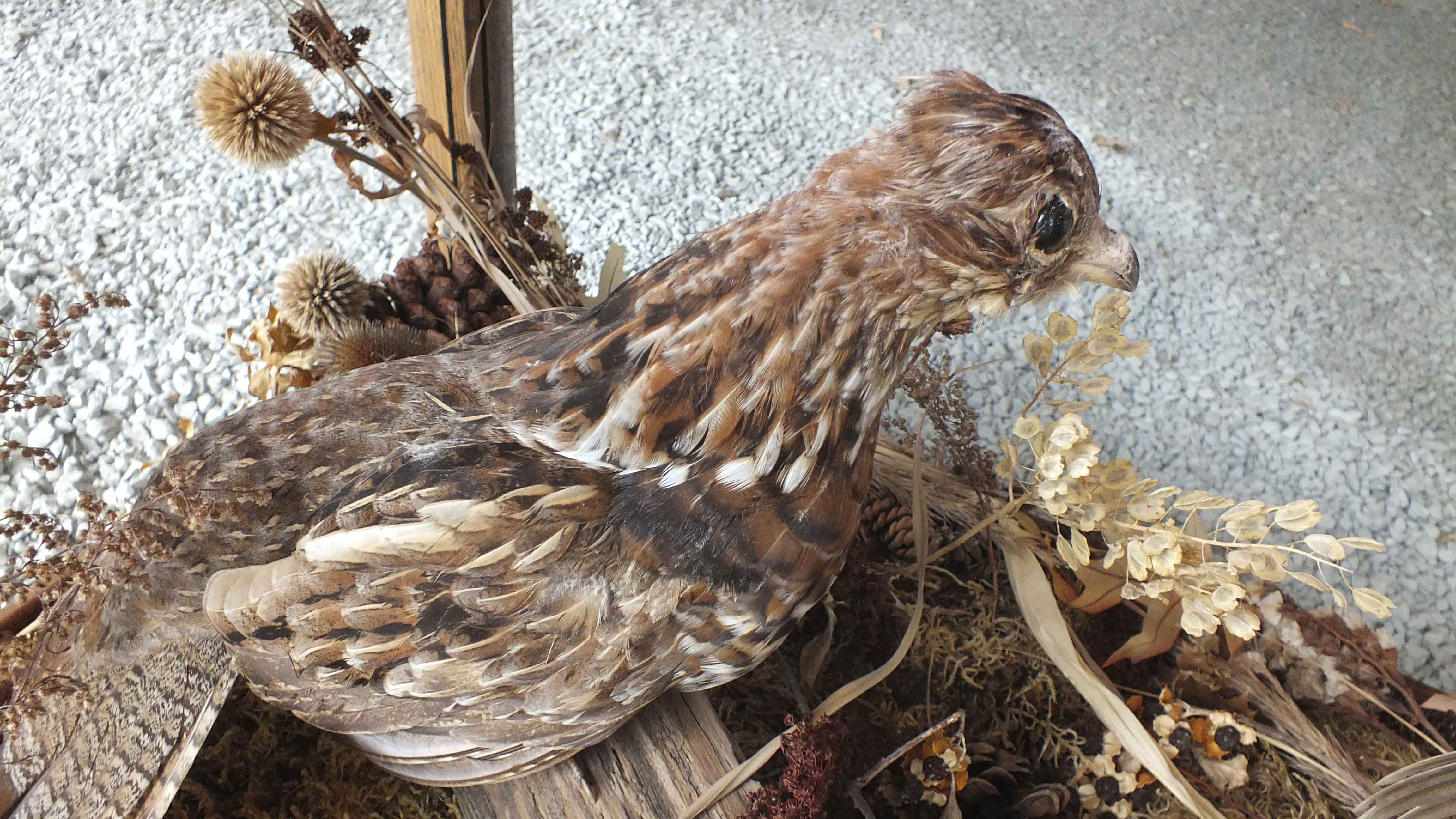 Taxidermy Showcase Coffee Table 