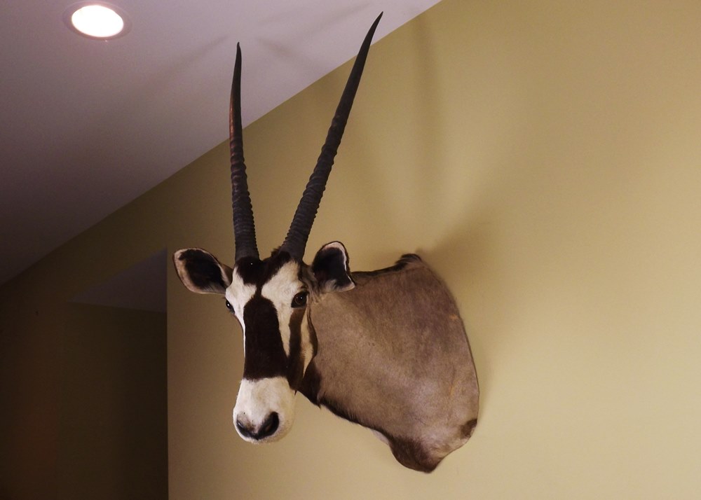 African Gemsbok Taxidermy Mount