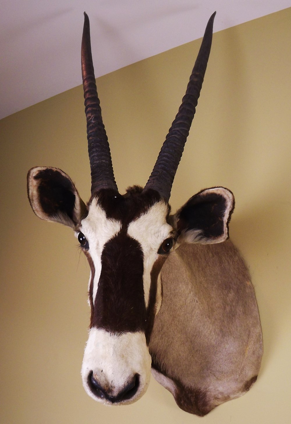African Gemsbok Taxidermy Mount