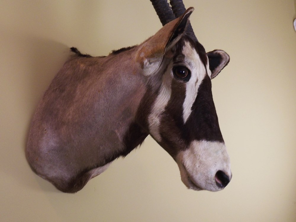 African Gemsbok Taxidermy Mount