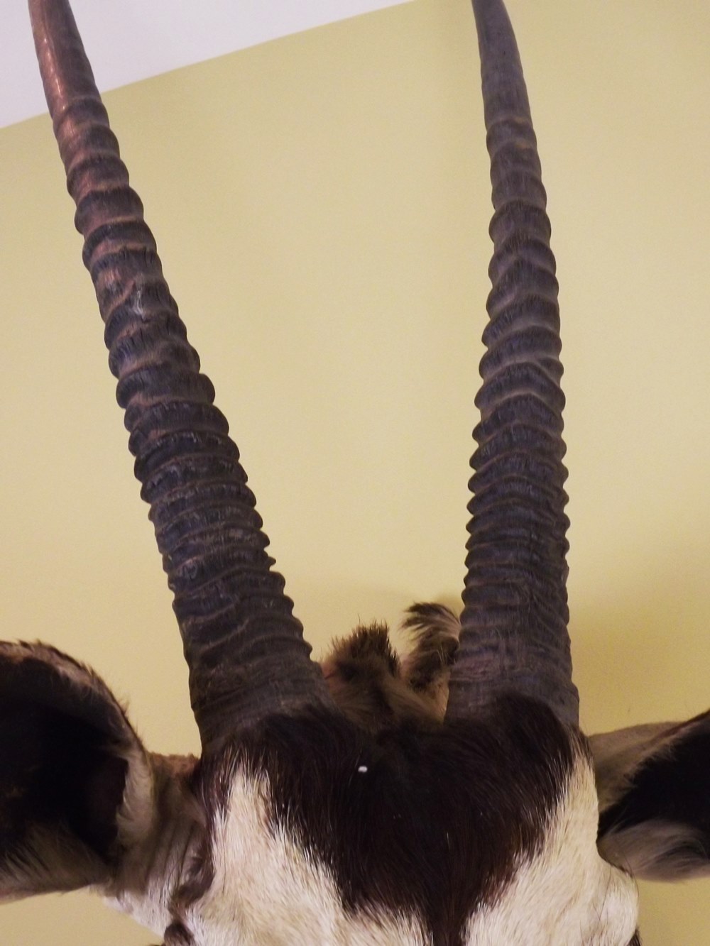 African Gemsbok Taxidermy Mount